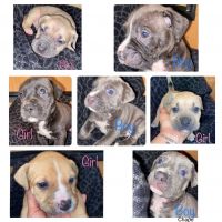 American Pit Bull Terrier Puppies for sale in Lewes, DE 19958, USA. price: NA