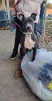 American Pit Bull Terrier Puppies for sale in Alexandria, VA, USA. price: NA