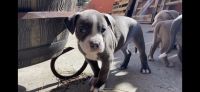 American Pit Bull Terrier Puppies for sale in Colorado Springs, CO 80909, USA. price: NA