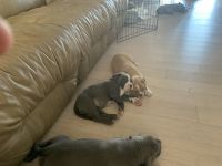 American Pit Bull Terrier Puppies for sale in Key West, FL 33040, USA. price: NA