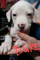 American Pit Bull Terrier Puppies for sale in Clear Spring, MD 21722, USA. price: NA