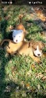 American Pit Bull Terrier Puppies for sale in Orlando, FL, USA. price: NA