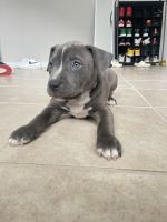American Pit Bull Terrier Puppies for sale in Richmond, TX 77406, USA. price: NA