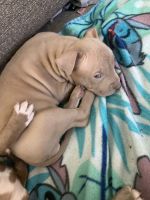 American Pit Bull Terrier Puppies for sale in Phoenix, AZ, USA. price: NA