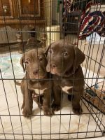 American Pit Bull Terrier Puppies for sale in Delta, CO 81416, USA. price: NA