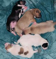 American Pit Bull Terrier Puppies for sale in Brooklyn Park, MN, USA. price: NA