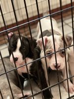 American Pit Bull Terrier Puppies for sale in Newport News, VA, USA. price: NA