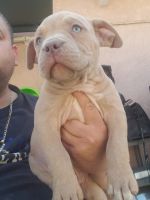 American Pit Bull Terrier Puppies for sale in La Puente, CA, USA. price: NA