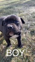 American Pit Bull Terrier Puppies for sale in Freeport, NY 11520, USA. price: NA