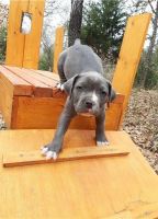 American Pit Bull Terrier Puppies for sale in New York, NY 10011, USA. price: NA