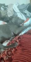 American Pit Bull Terrier Puppies for sale in Jesup, GA, USA. price: NA