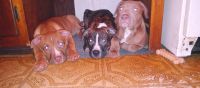 American Pit Bull Terrier Puppies for sale in Chambersburg, PA, USA. price: NA