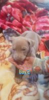 American Pit Bull Terrier Puppies for sale in Cincinnati, OH, USA. price: NA