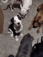 American Pit Bull Terrier Puppies for sale in Hopkinsville, KY 42240, USA. price: NA