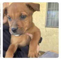 American Pit Bull Terrier Puppies for sale in Carmichael, CA, USA. price: NA