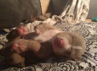 American Pit Bull Terrier Puppies for sale in San Fernando Valley, CA, USA. price: NA