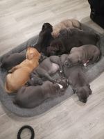 American Pit Bull Terrier Puppies for sale in Buena Park, CA, USA. price: NA