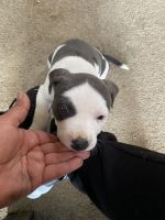 American Pit Bull Terrier Puppies for sale in Clovis, CA, USA. price: NA