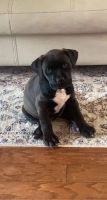 American Pit Bull Terrier Puppies for sale in Slidell, LA, USA. price: NA