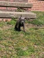 American Pit Bull Terrier Puppies for sale in Toano, VA, USA. price: NA