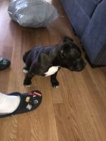 American Pit Bull Terrier Puppies for sale in Palmdale, CA 93550, USA. price: NA