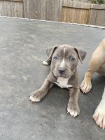 American Pit Bull Terrier Puppies for sale in Richmond, TX 77406, USA. price: NA