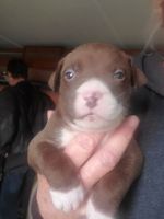 American Pit Bull Terrier Puppies for sale in Tucson, AZ, USA. price: NA
