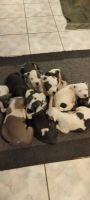 American Pit Bull Terrier Puppies for sale in New Port Richey, FL, USA. price: NA
