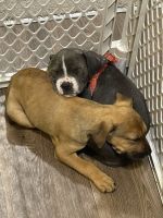 American Pit Bull Terrier Puppies for sale in Fuquay-Varina, NC, USA. price: NA
