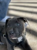 American Pit Bull Terrier Puppies for sale in Glendale, AZ 85306, USA. price: NA