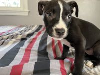 American Pit Bull Terrier Puppies for sale in St. Louis, MO, USA. price: NA