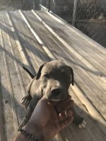American Pit Bull Terrier Puppies for sale in Cimarron, KS 67835, USA. price: NA