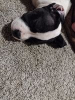 American Pit Bull Terrier Puppies for sale in Hopkinsville, KY, USA. price: NA