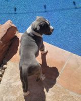 American Pit Bull Terrier Puppies for sale in Henderson, NV, USA. price: NA