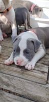 American Pit Bull Terrier Puppies for sale in Fayetteville, NC, USA. price: NA