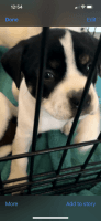 American Pit Bull Terrier Puppies for sale in Buffalo, NY, USA. price: NA