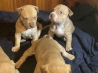 American Pit Bull Terrier Puppies for sale in Oxford, NC 27565, USA. price: NA