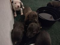 American Pit Bull Terrier Puppies for sale in 3219 E Peachtree Ave, Stillwater, OK 74074, USA. price: NA