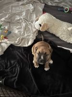 American Pit Bull Terrier Puppies for sale in Frederick, MD 21703, USA. price: NA