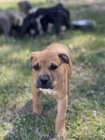American Pit Bull Terrier Puppies for sale in 6404 Macon Glen Ct, Pleasant Garden, NC 27313, USA. price: NA