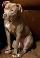 American Pit Bull Terrier Puppies for sale in Georgetown, TX 78626, USA. price: NA