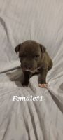 American Pit Bull Terrier Puppies for sale in Cuyahoga Falls, OH, USA. price: NA
