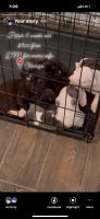American Pit Bull Terrier Puppies for sale in Chicago, IL, USA. price: NA