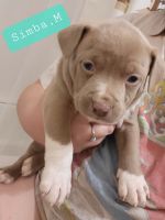 American Pit Bull Terrier Puppies for sale in Macon, GA, USA. price: NA