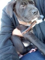 American Pit Bull Terrier Puppies for sale in West Tulsa, Tulsa, OK 74107, USA. price: NA