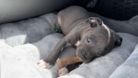 American Pit Bull Terrier Puppies for sale in Oro Valley, AZ, USA. price: NA