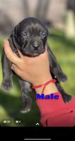 American Pit Bull Terrier Puppies for sale in Roswell, NM, USA. price: NA