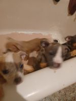 American Pit Bull Terrier Puppies for sale in Las Vegas, NV, USA. price: NA