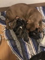 American Pit Bull Terrier Puppies for sale in Oklahoma City, OK 73128, USA. price: NA