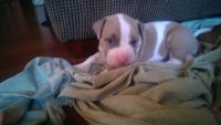 American Pit Bull Terrier Puppies for sale in Phoenix, AZ, USA. price: NA